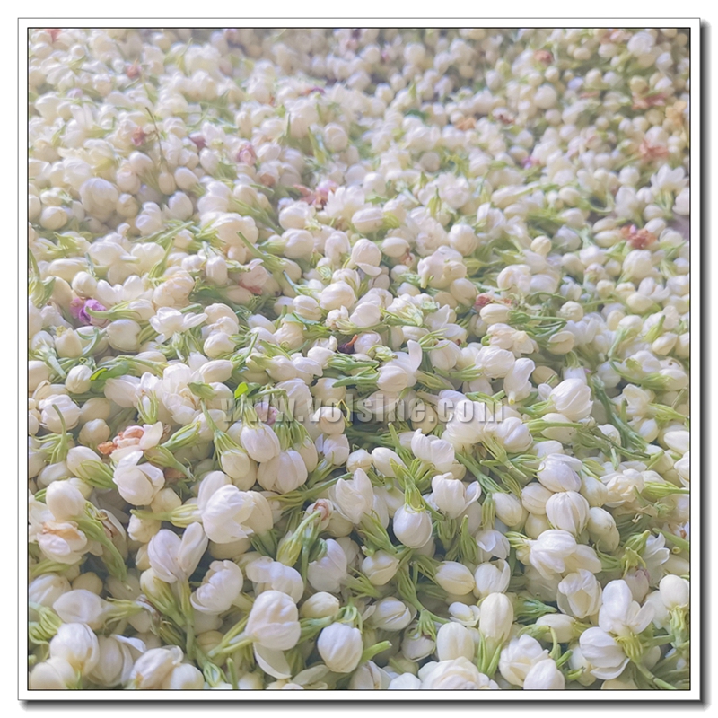 茉莉花细胞液提取机